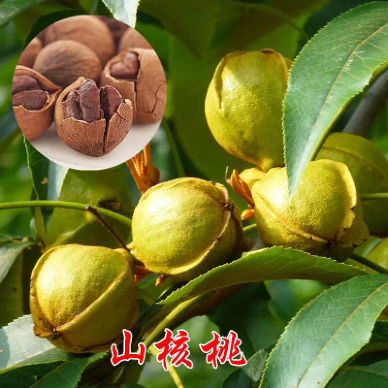 核桃树苗 核桃苗8518嫁接苗薄皮核桃树纸皮南方北方种植庭院当年结果