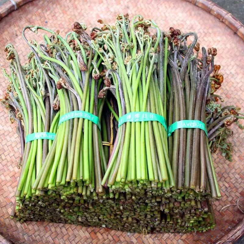 菜显显  鲜嫩甜野生蕨菜新鲜当季贵州撅菜凉拌蕨苔农家野菜现采山蕨菜