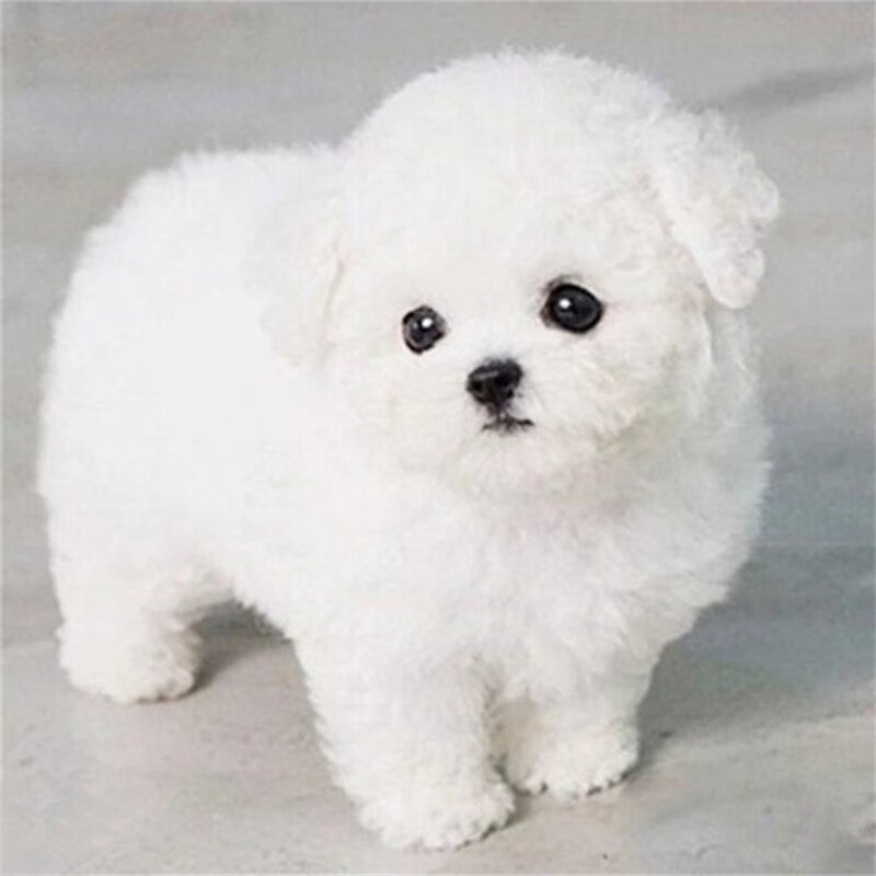 桓瑞宠物比熊犬幼犬幼崽茶杯体纯种宠物狗狗活体犬舍直销小型犬售后保障 宠物级 公属于什么档次？