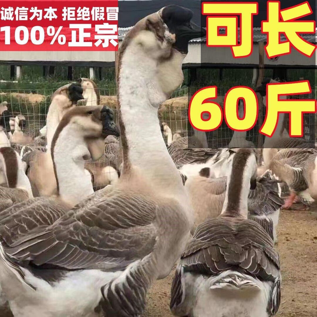 灰鹅出壳苗1只(6只起发)