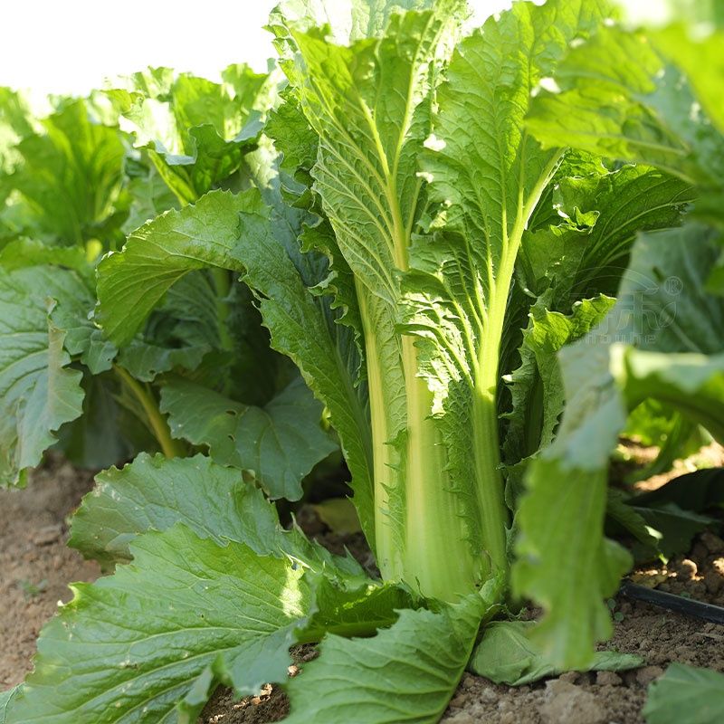 绿青口大白菜云南高山麻叶青白菜青菜青麻叶农家种植蔬菜新鲜 2500g