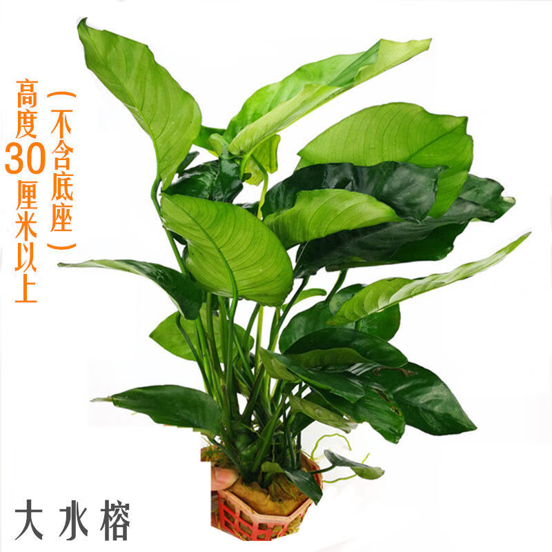淡水鱼缸活体水草水榕系列大叶榕小榕巴榕迷你榕阴性造景无需co2 黄金