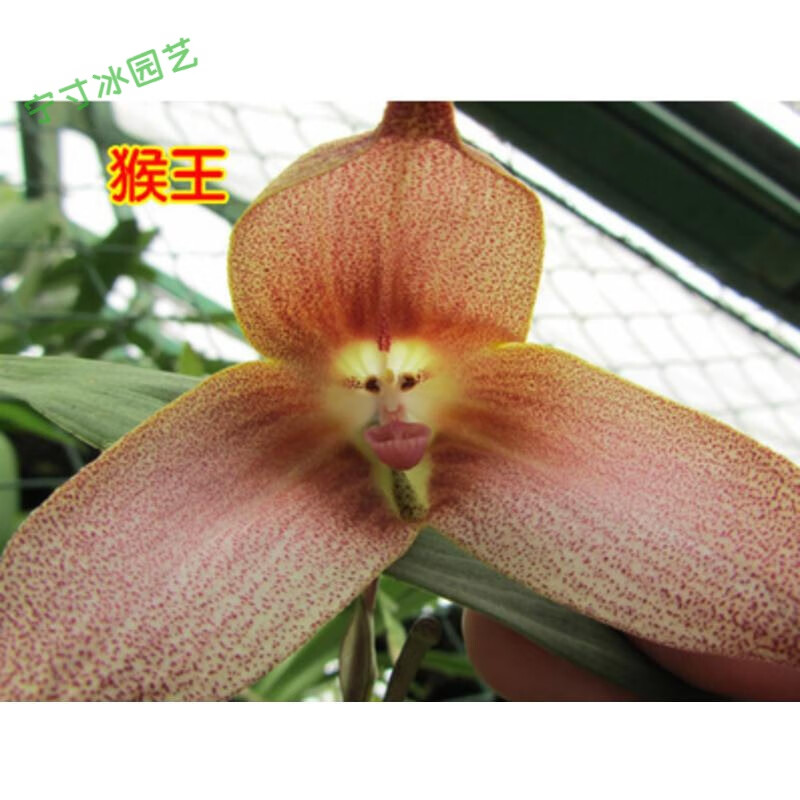 耐寒猴面兰花苗 精品猴面小龙兰 猴兰花 猴脸兰花苗盆栽奇花异草 猴王