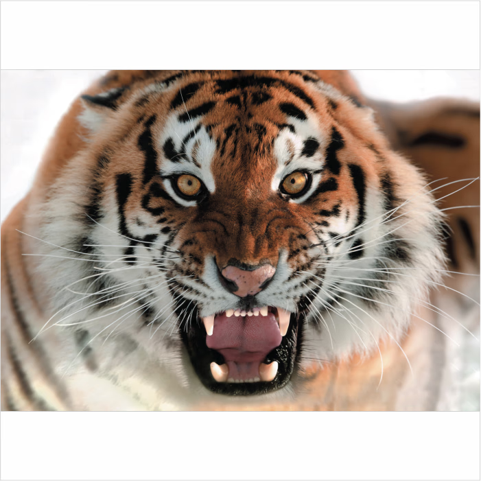 利齿老虎-横版-01 背胶背面带胶