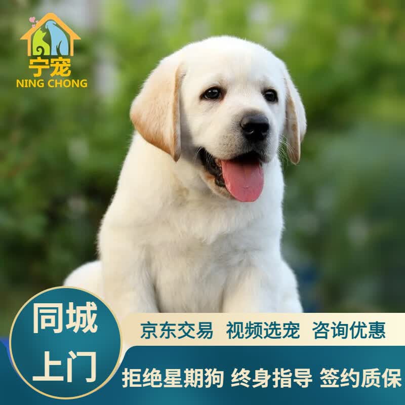 宁宠 拉布拉多犬拉布拉多幼犬拉不拉多宠物狗狗活体小狗崽导盲犬活物 宠物级 随机怎么样,好用不?