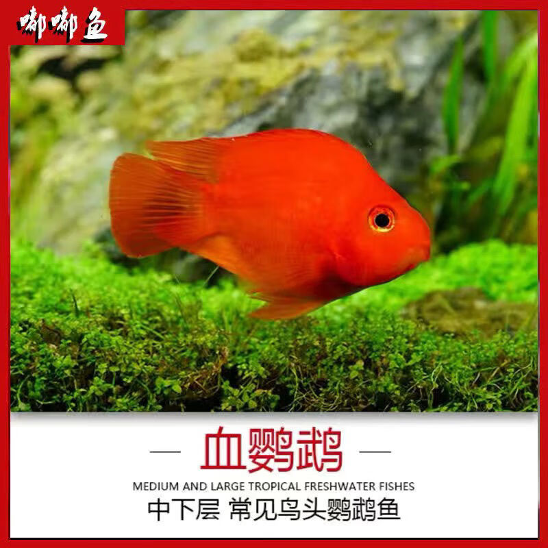 网红血红鹦鹉鱼热带观赏鱼活体中大型淡水鱼元宝金刚红财神发财风水鱼