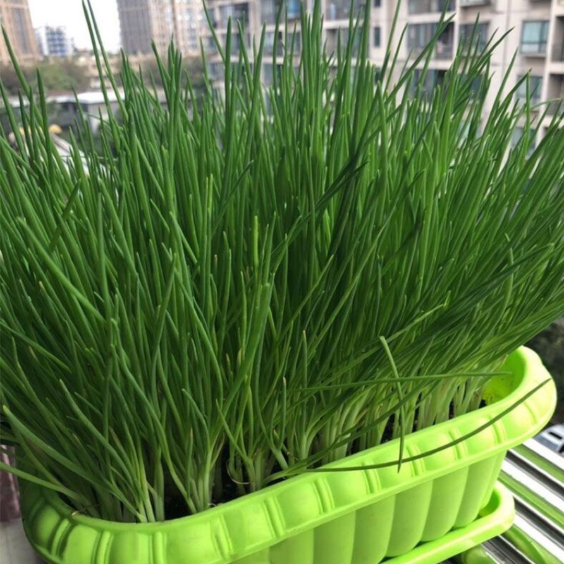四季小香葱种子阳台室内花卉盆栽小葱香葱蔬菜种子四季可播种种籽 四