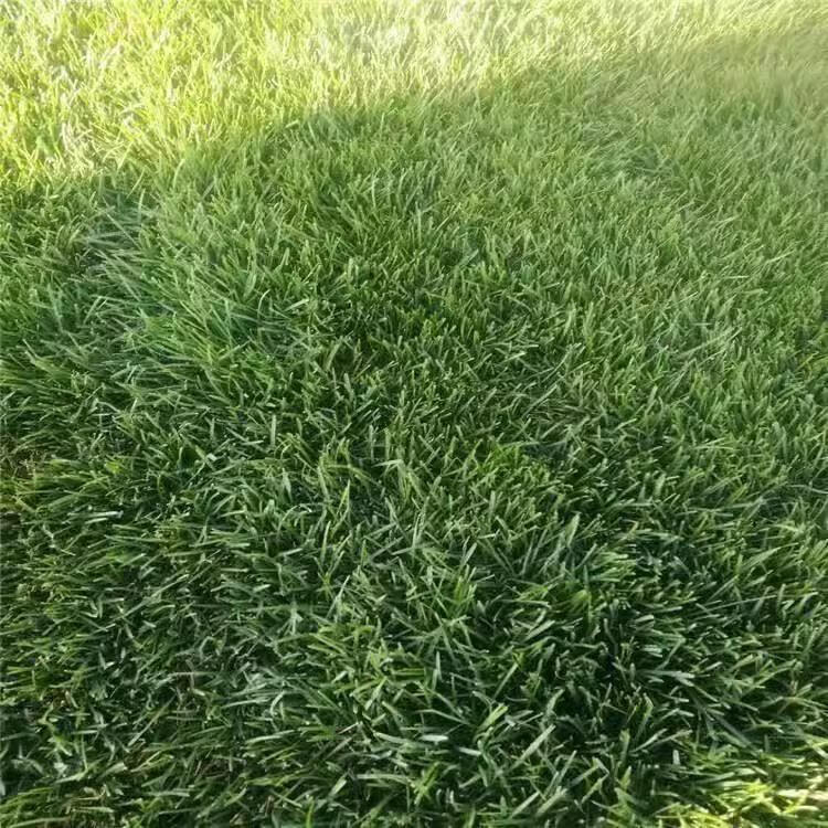 长镰草种子响铃草籽墓地草坪籽坟地草籽四季青草籽坟头草茅草芒草