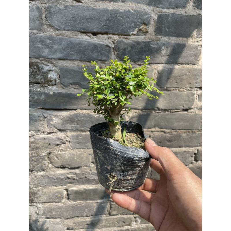 伊美花海海南香兰树盆景稀有品种庭院悬崖造型植物名贵树种开花浓香