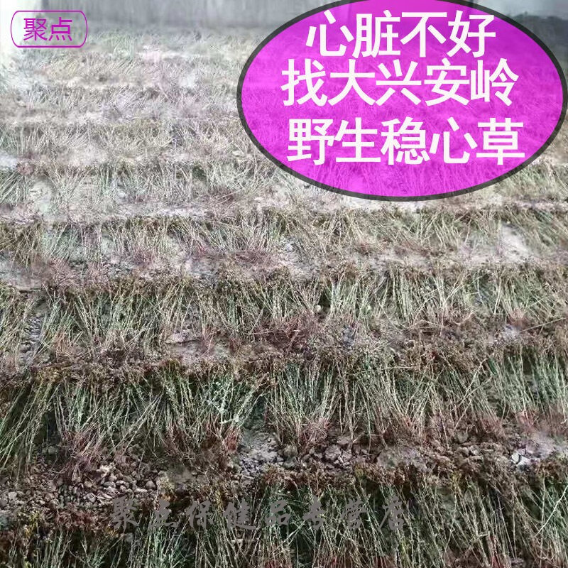 新货大兴安岭稳心草鹿心草东北特产中草花草茶100g