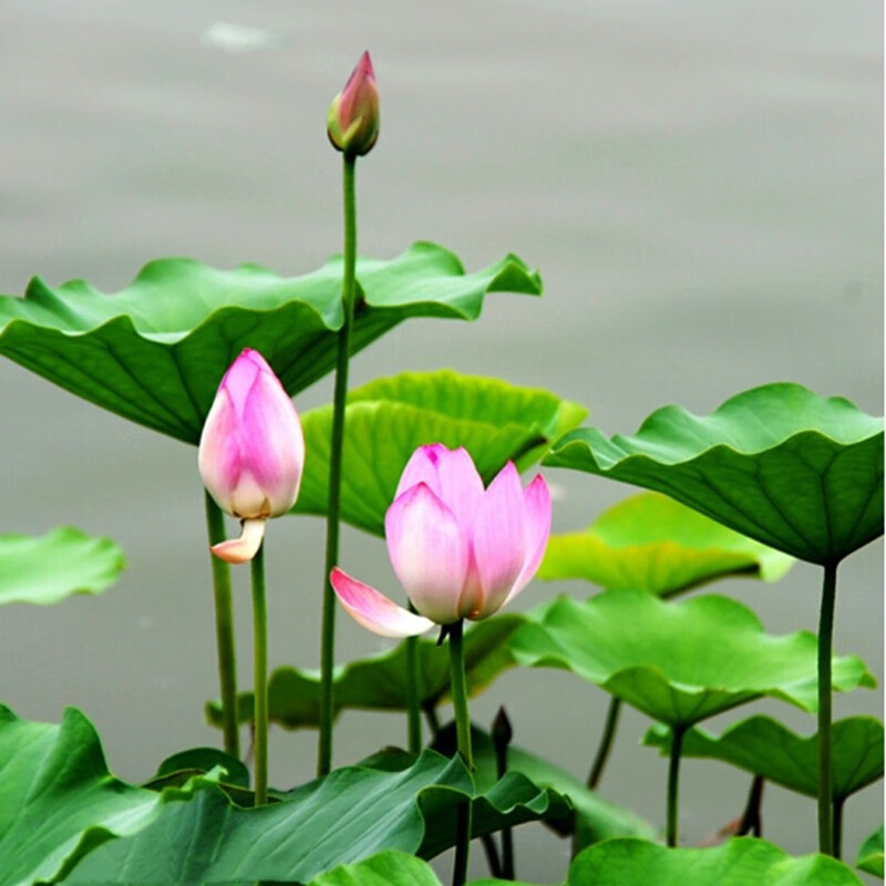 倾颜碗莲藕苗大型观赏荷花藕苗池塘水培盆栽池塘植物荷花苗莲花种藕根 混色随机装5棵(藕苗带芽)怎么样,好用不?