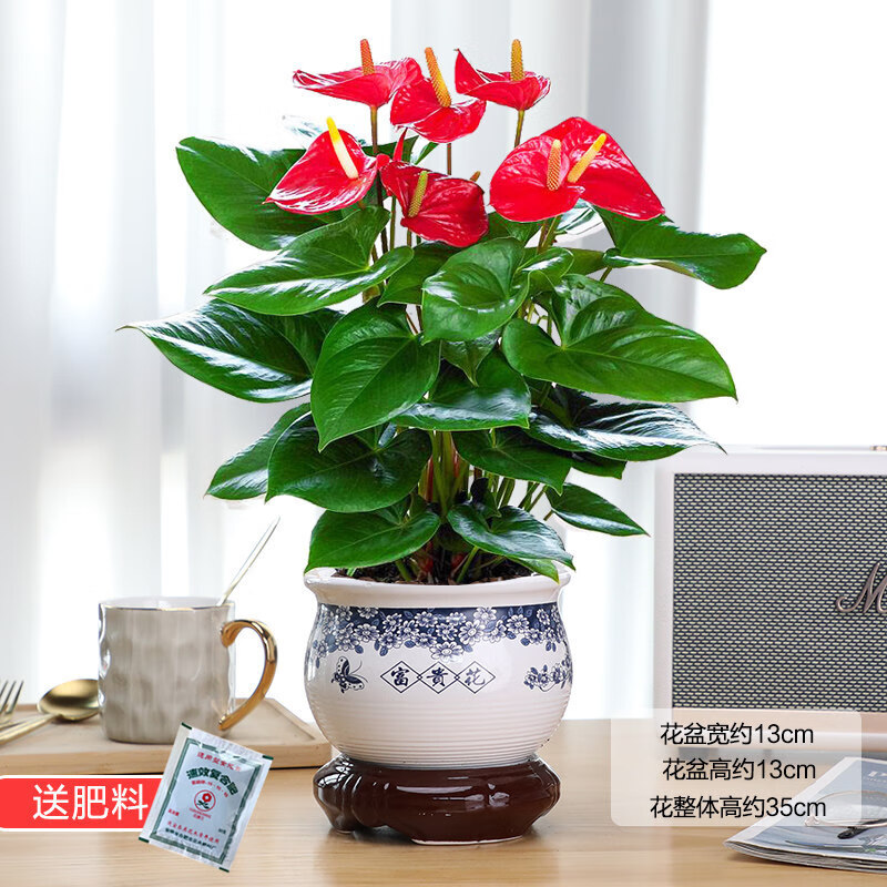 惜林园红掌盆栽一帆风顺花卉植物室内好养水培绿植鸿运当头 特级红掌