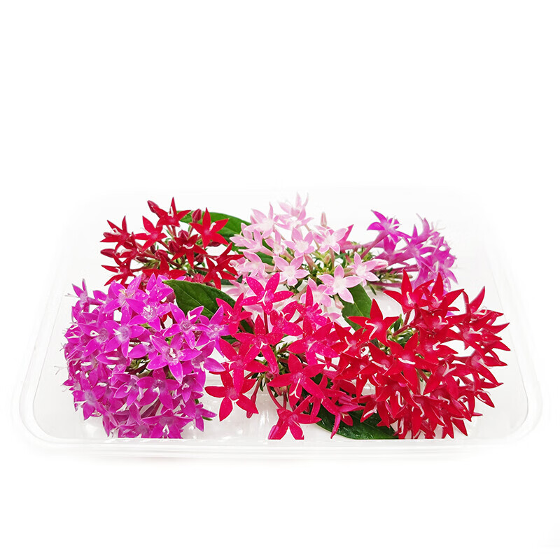 新鲜五星花星光璀璨鲜花60朵酒店饭店冷菜点缀西餐日料摆盘装饰