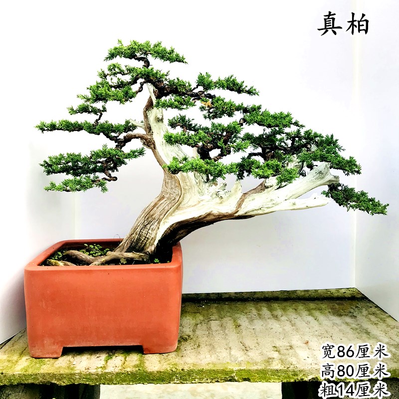 崖柏盆景济州真柏舍利干精美老桩植物花卉盆栽客厅阳台办公室 乳白色