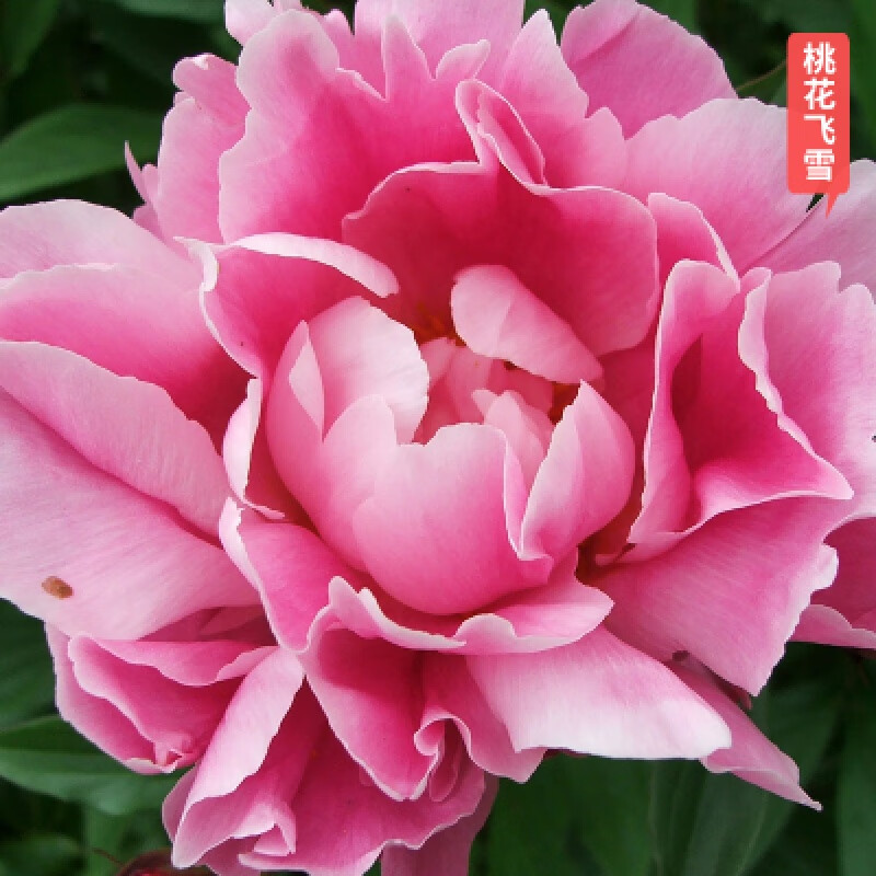 欧悟 重瓣芍药花苗种根 庭院阳台花卉根块带芽室内外盆栽地栽牡丹花苗