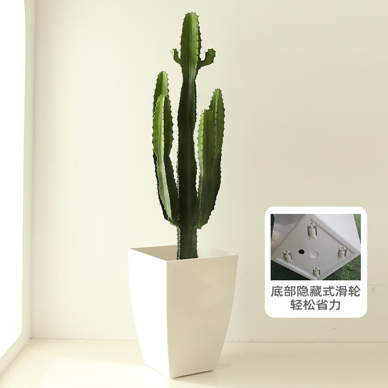 三角大戟阁仙人掌盆栽办公室型室内绿植多肉植物量天尺 120-130cm含白