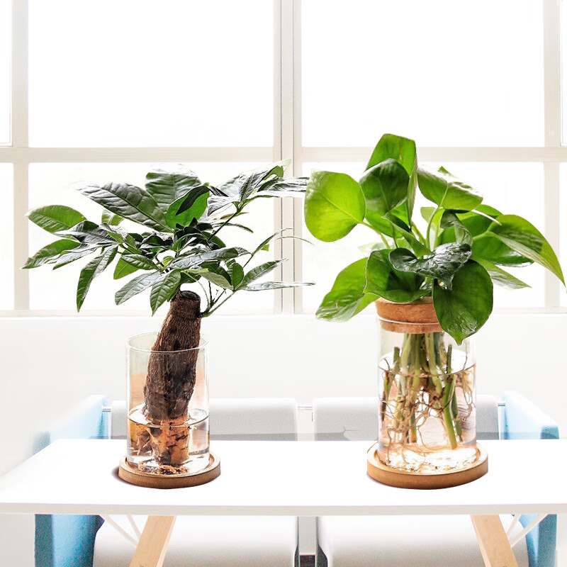 惜林园绿植富贵竹桌面办公室摆放盆栽四季好养的植物水培花卉 绿萝