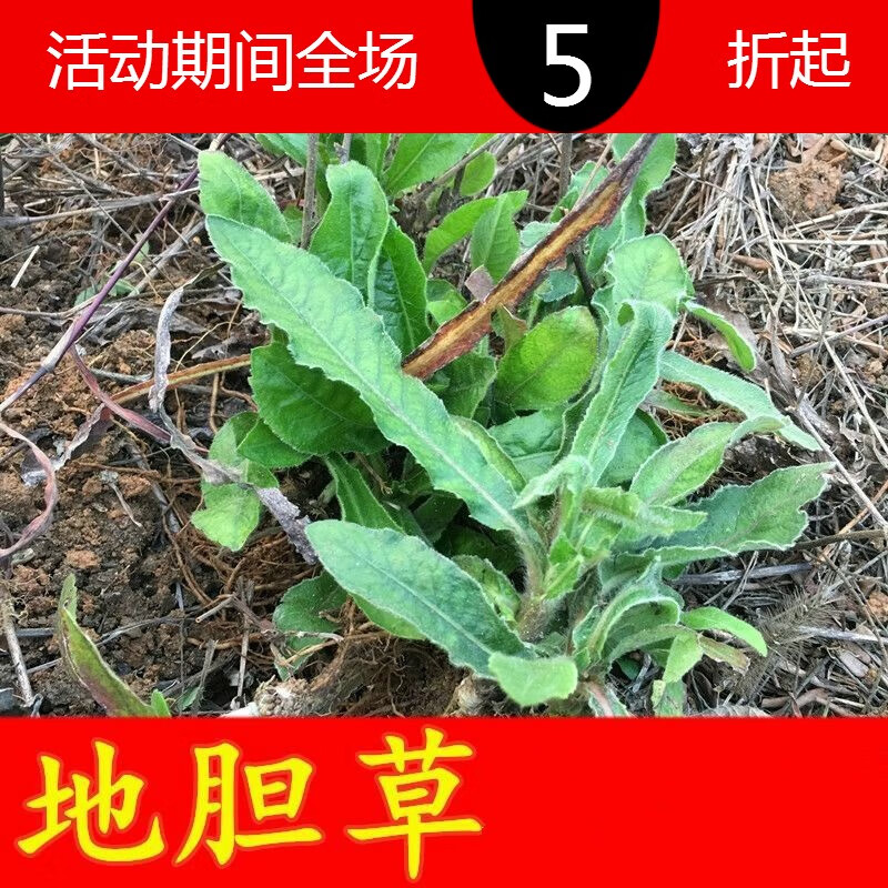 地胆头 相关京东优惠商品排行榜 3 价格图片品牌优惠券 虎窝购 地胆头 相关京东优惠商品排行榜 3 价格图片品牌优惠券 虎窝购