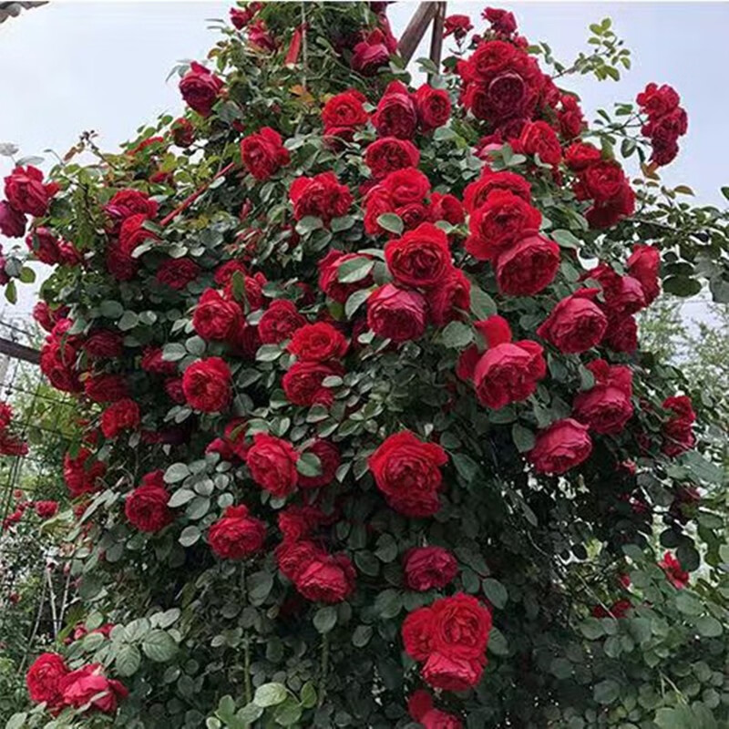 花浓香藤本爬藤月季花树苗庭院花园阳台攀援植物蔷薇花 红色龙沙宝石