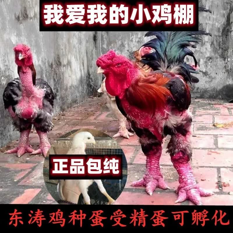 纯种大型越南东涛鸡种蛋受精蛋可孵化东涛鸡粗腿鸡大脚斗鸡观赏鸡 10枚属于什么档次？