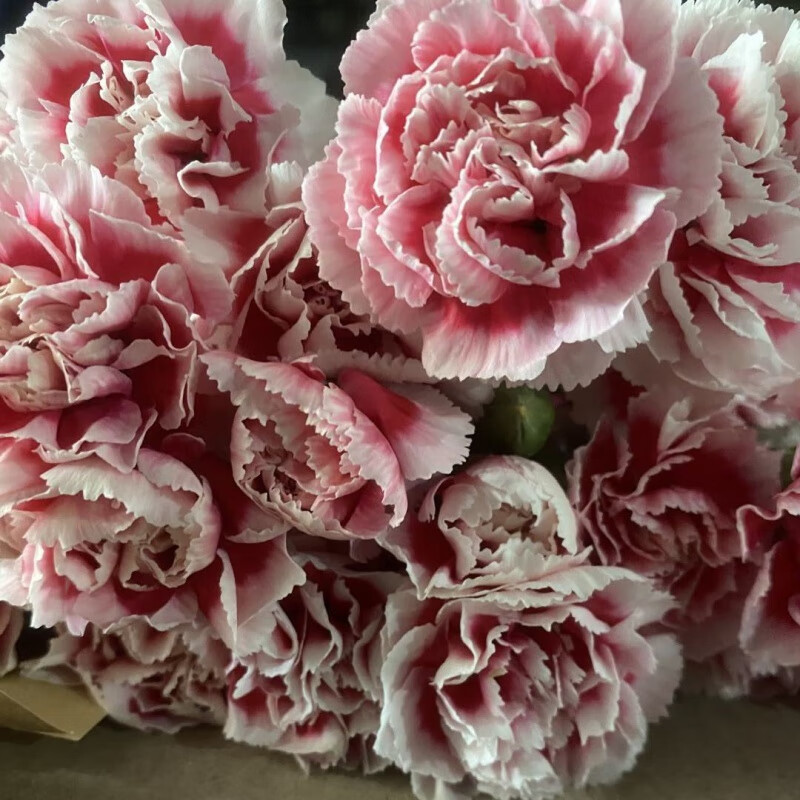 康乃馨花苗 办公室盆栽花卉小苗母亲节礼物四季开花 云南基地 桃红底