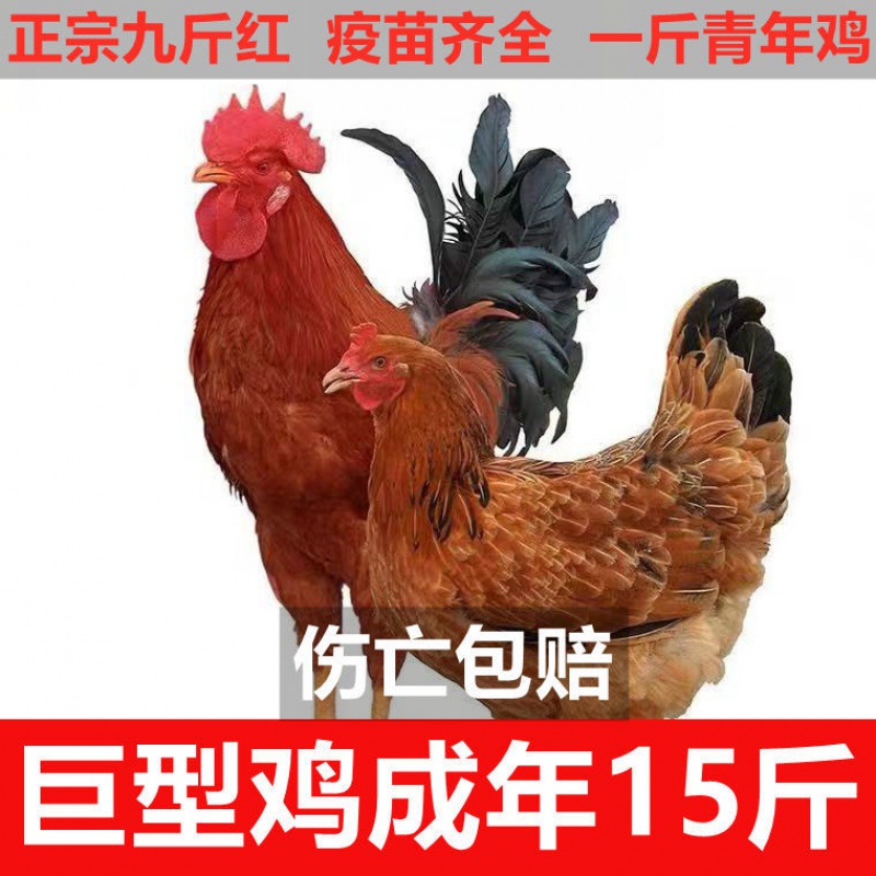 工匠头纯种巨型九斤红活体大种九斤黄大公鸡活苗半大红玉鸡鸡特大包