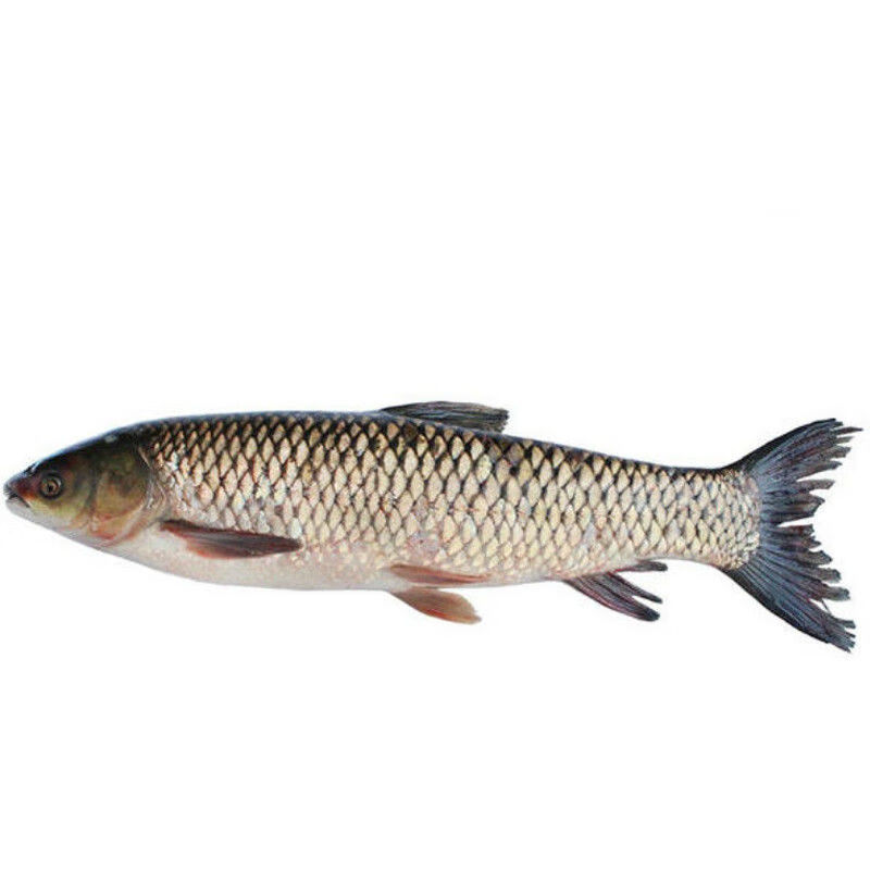 赣香婆 新鲜草鱼鲜活草鱼饲养鱼约2/3/4至10斤净重为宰杀前实重 活鱼