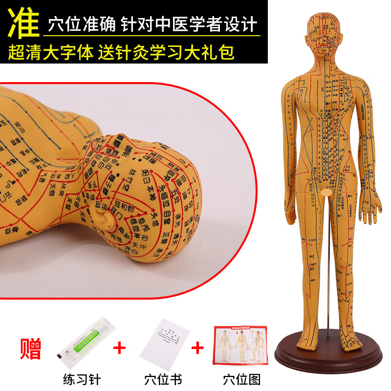 52cm中医针灸穴位人体模型十二经络图铜人体穴位模型人全身小皮人硅胶