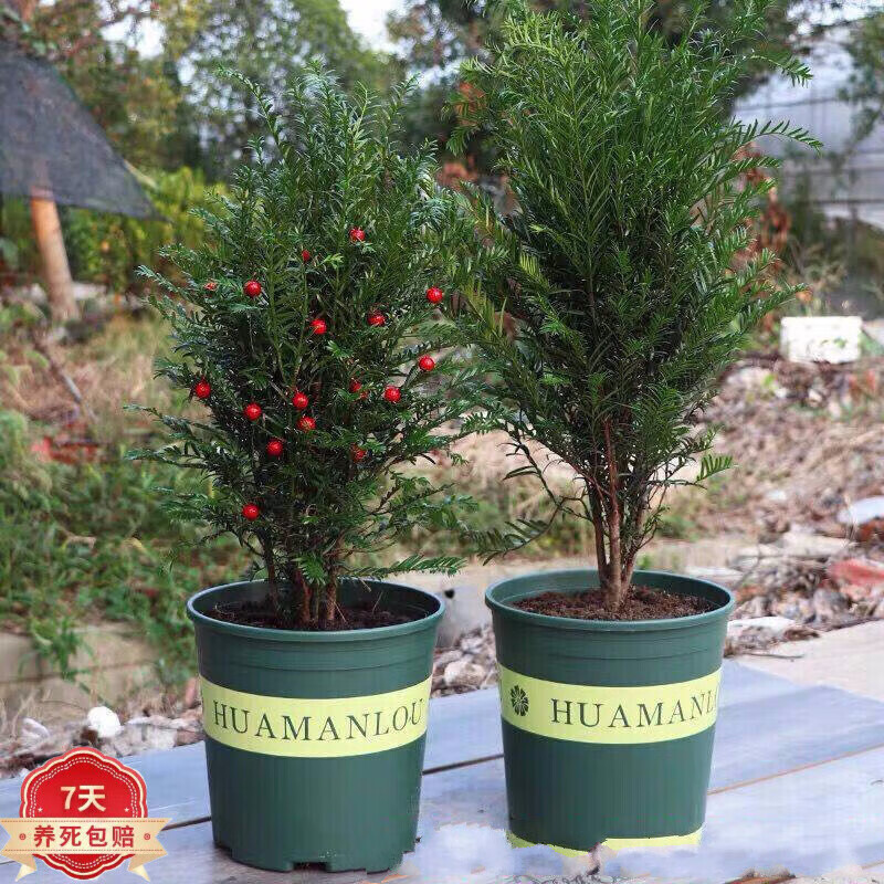 花主管盆景盆栽绿植红豆杉树苗阳台30-盆厘米高左右公母室 高 高40-50