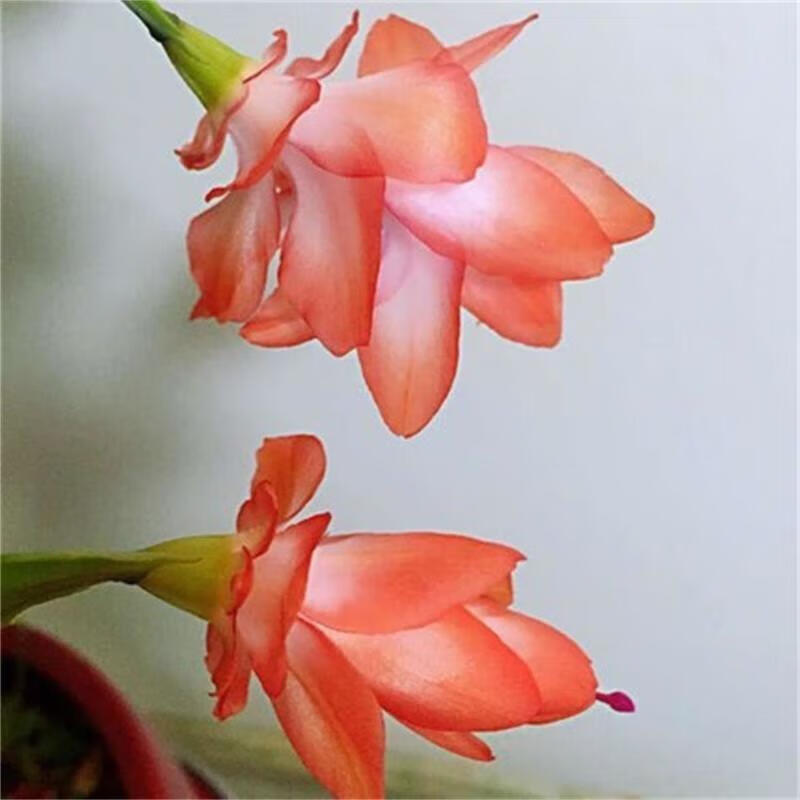 思取蟹爪兰盆栽多色重瓣新品花卉植物室内螃蟹抓花开花 海滨10棵 含盆