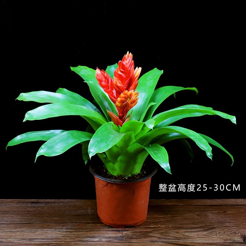 办公室内花卉四季好养好养植物年宵花客厅绿植 卡利招财手(塑料原盆)