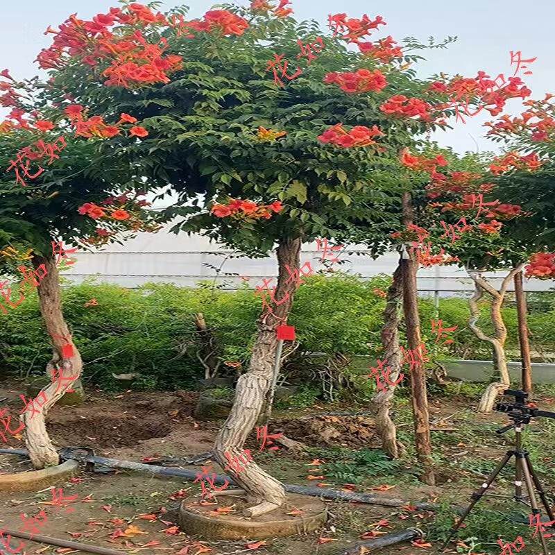 凌霄花苗 凌霄花树苗庭院爬藤植物凌霄苗老桩大盆栽绿化攀爬 2厘米粗