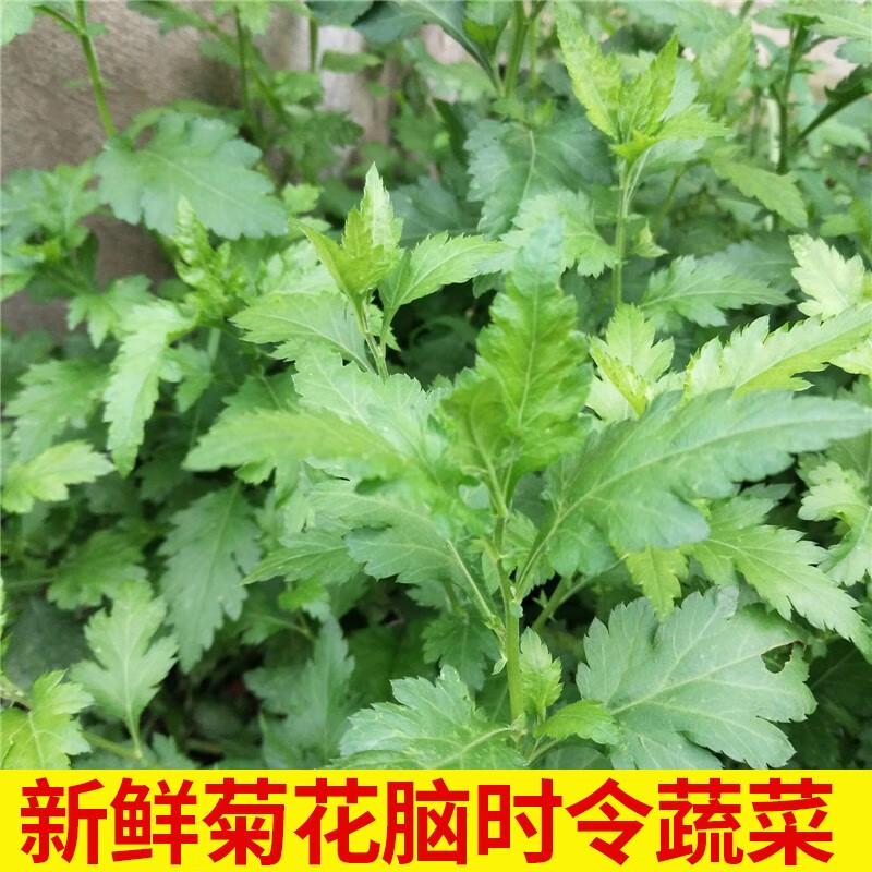 zxc南京菊花脑新鲜菊花菜菊花叶叶涝头时令蔬菜 500g