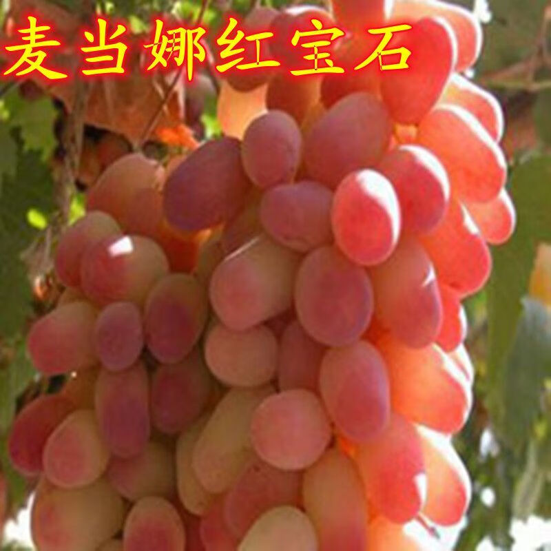 博雅锟麦当娜红宝石葡萄树苗南北方种植盆栽地栽果树苗新品种基地直销