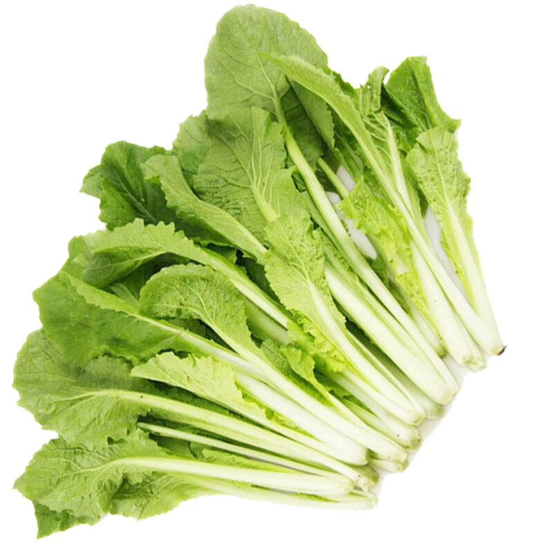 四季小白菜种子青菜油白菜庭院大面积种植耐高温四季可种蔬菜种籽 四