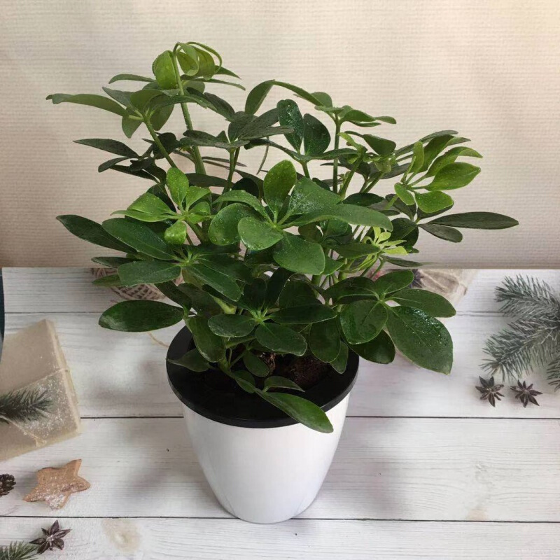 七叶莲盆栽鸭脚木鸭掌木七叶莲四季常青绿植小盆栽桌面阳光观赏绿色