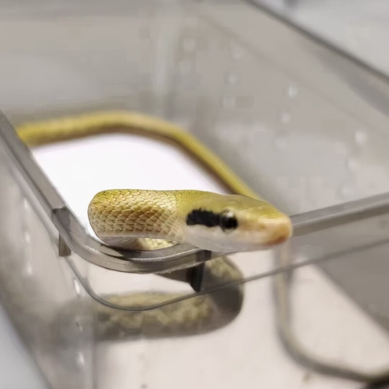 黄眉锦蛇压成,无毒温顺可爱