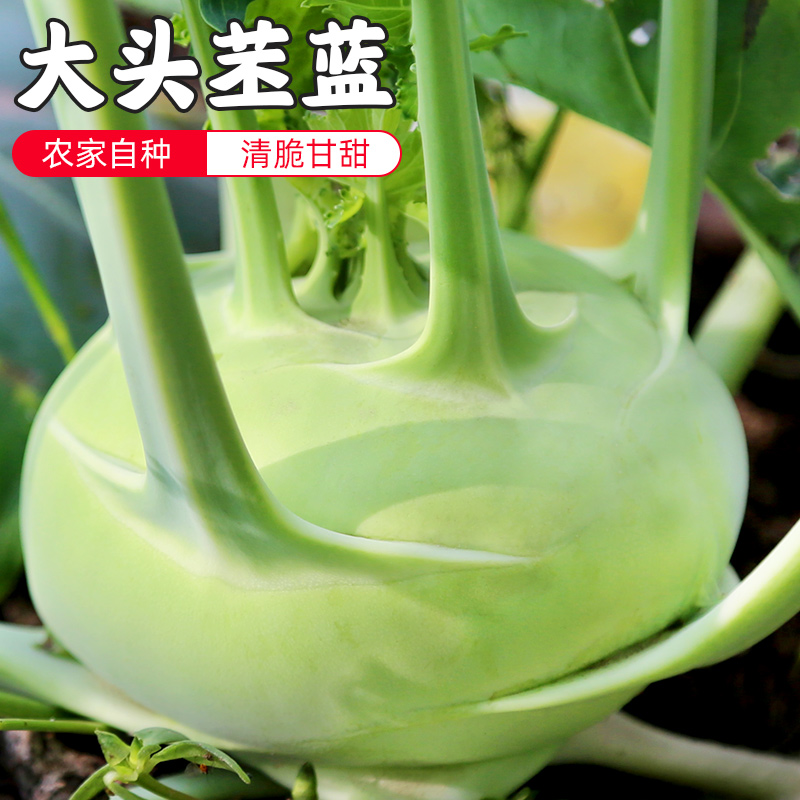 密水农家新鲜苤蓝 咸菜疙瘩 撇了芥蓝大头菜 生鲜蔬菜下饭菜食材 苤蓝