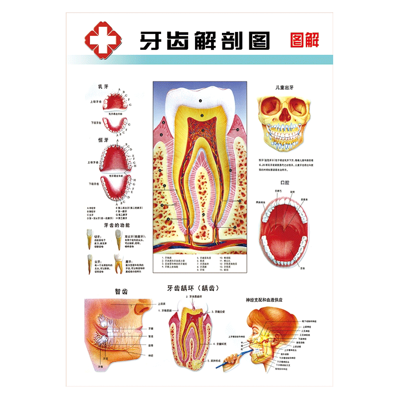 牙科宣传画挂图海报牙齿结构图知识常识示意图解剖图pp防水覆膜贴纸墙