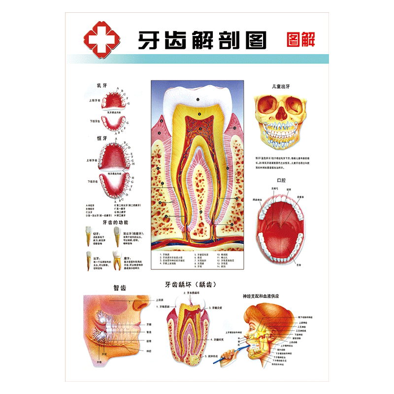 wsa13-06 牙齿知识图解 40x60cm  pp覆膜贴纸