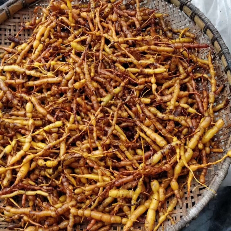 伟博伟博中药材新鲜鸡筋参 ,黄鸡胖黄脚鸡黄鸡郎长叶数珠根 鲜货500克