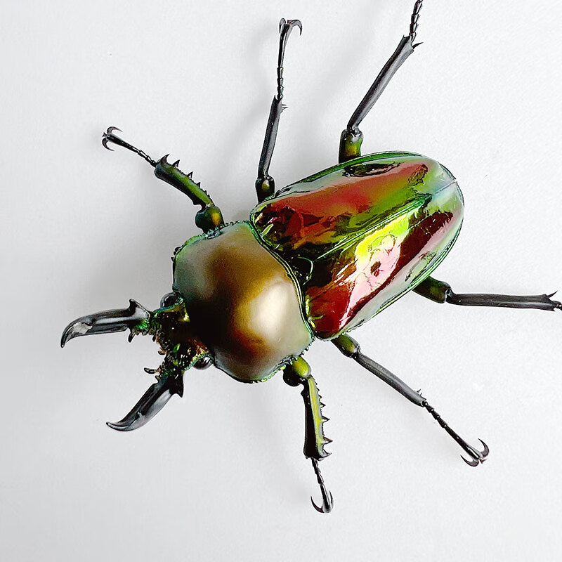 彩虹锹成虫甲虫锹形虫独角仙成虫观察锹甲饲养兴趣 34-39mm公虫一只