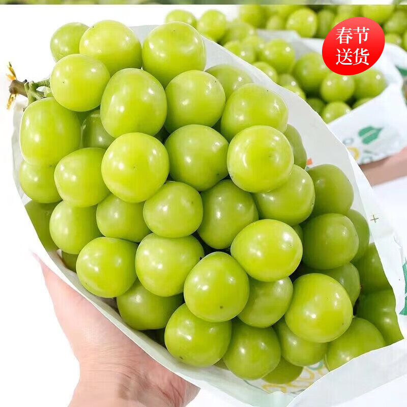 梦动阳光玫瑰葡萄晴王无籽当季新鲜水果礼盒装团购 1斤尝鲜装【简装】