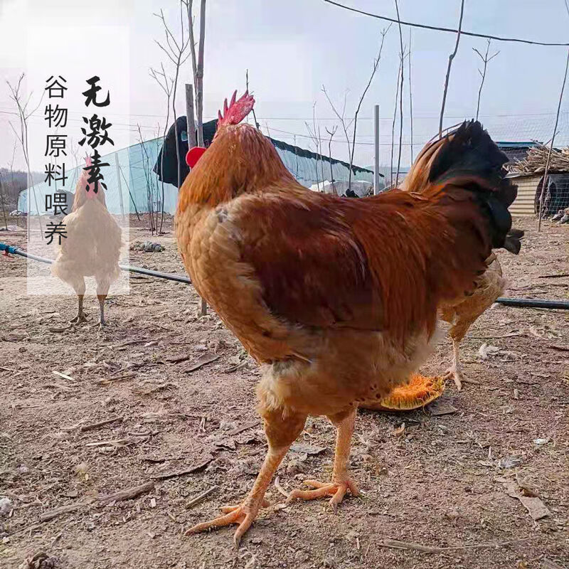 庄河大骨鸡天然山林放养跑山鸡王溜达土鸡王现杀新鲜大连庄河特产  君