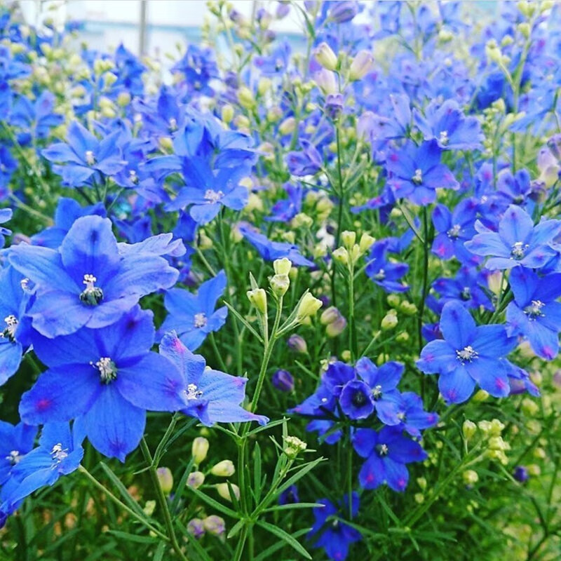 韵久千鸟草小花飞燕草花种子籽耐寒庭院野花阳台盆栽四季蓝色易种春播