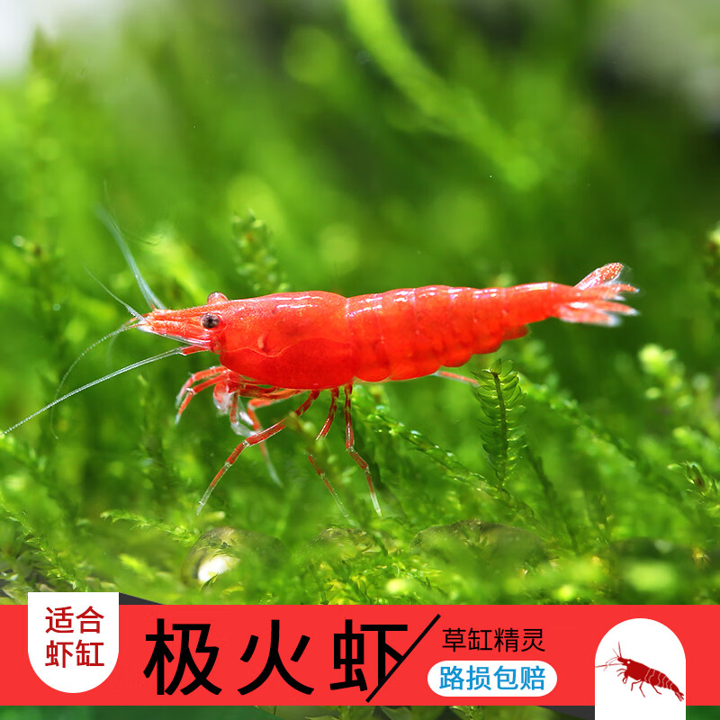 烤漆虾观赏虾除藻虾工具虾香吉士黄米黑巧克力黑壳琉璃虾 极火虾5只