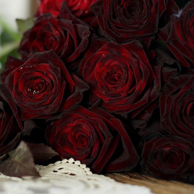 红色玫瑰带花苞花卉观花绿植物阳台盆栽大花浓香玫瑰盆栽 黑玫瑰中苗