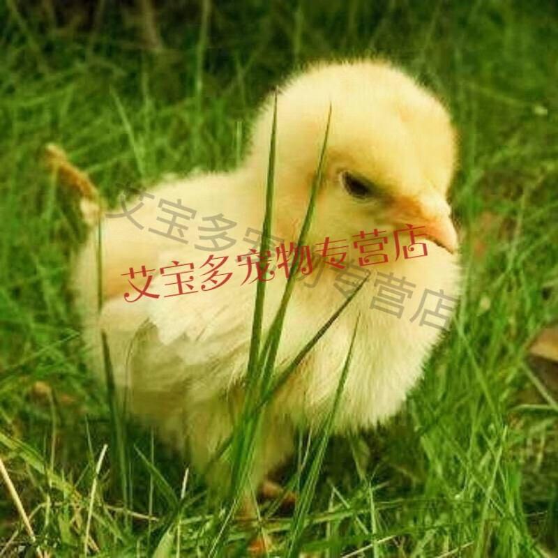儿童宠物可爱小黄鸡小鸡仔宠物活体陪伴成笨鸡活物好养包活 可爱萌萌