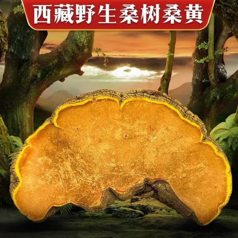 星禾堂 桑黄30年西藏野生桑树桑黄多糖灵芝中草药材 野生桑黄原始块