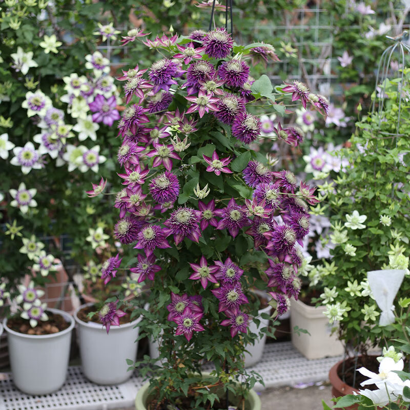 慕尔森铁线莲大苗盆栽爬藤植物乌托邦季开花重瓣大花藤本户外花卉植物